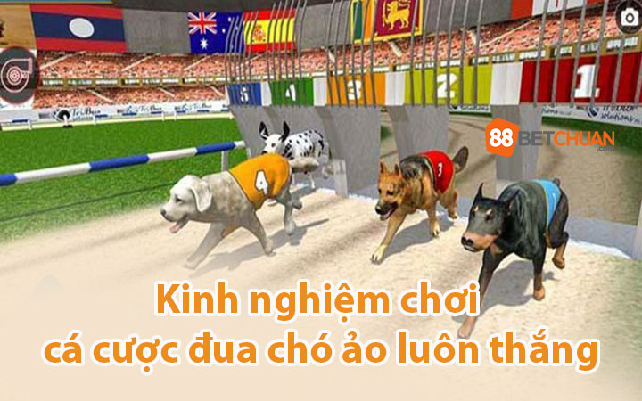 kinh-nghiem-choi-dua-cho-ao